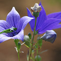 Photos: 青い花