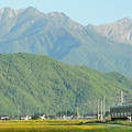 爺ヶ岳と鹿島槍ヶ岳を背景に安曇沓掛駅～信濃常盤を行く211系電車