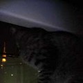 2005/5/3-1【猫写真】深夜の逃亡！？