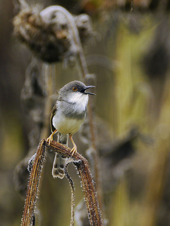 ハイムネハウチワドリ(Grey-breasted Prinia)P1050655_R