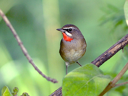 ノゴマ(Siberian Rubythroat) DSC_5200_R2