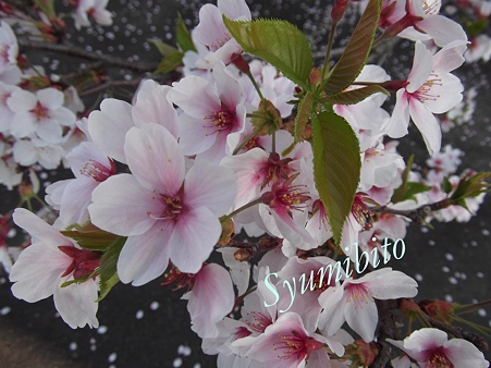 2012.5.1 sakura