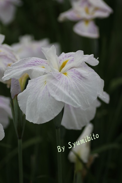 長井あやめ公園にて (9)