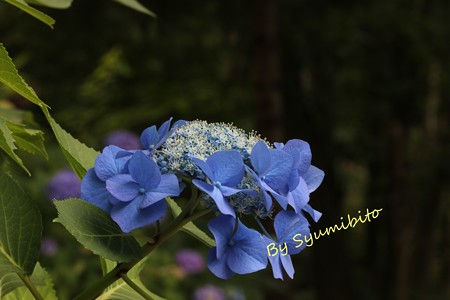 あじさい参道にて 7月4日撮影