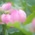 IMG_4657