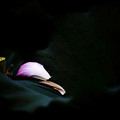IMG_4697