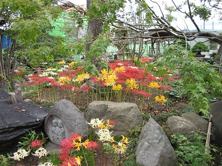 赤黄白の彼岸花