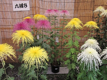 菊2