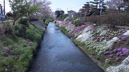 渋田川と芝桜