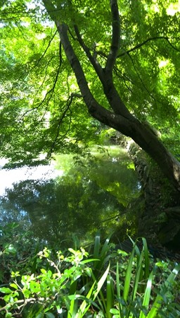カワセミ 写真ではみえんな。