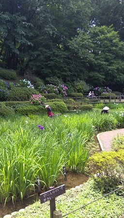 薬師池公園 花菖蒲と花摘み娘