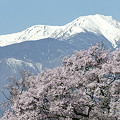 桜と木曽駒ヶ岳と。