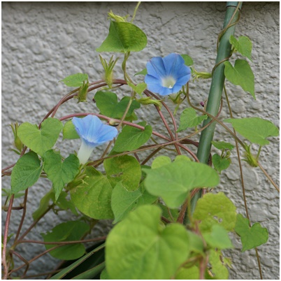 Photos: 2015082303