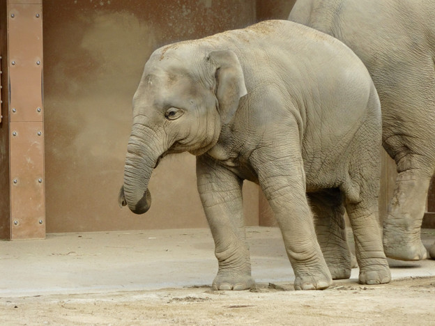 東山動植物園（2015年9月）No - 17：アジアゾウの親子