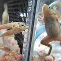 Photos: 先輩ヒメツメをガン見ｗ