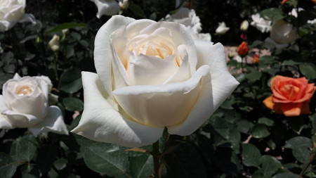 20150510_121735