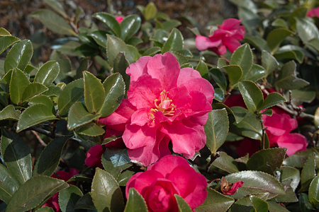 Flower03082012dp2
