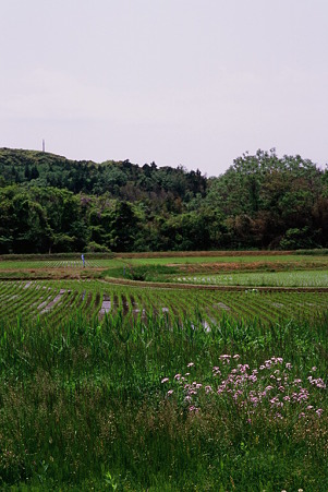 Contry_side_CONTAX159MM_Velvia100_05212011