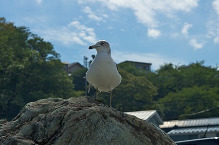 Black-tailed_gull09182011nex5