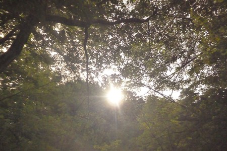 20150630_080Komorebi