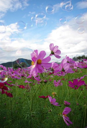 IMGP8523_1023