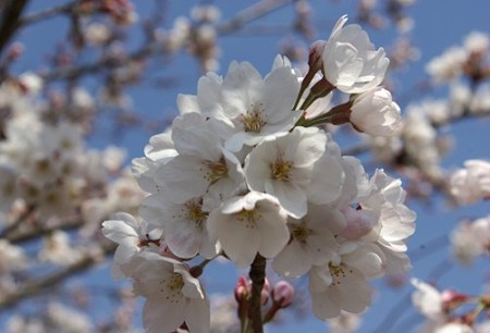 IMGP0446_0408a
