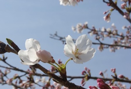 IMGP0455_0408a