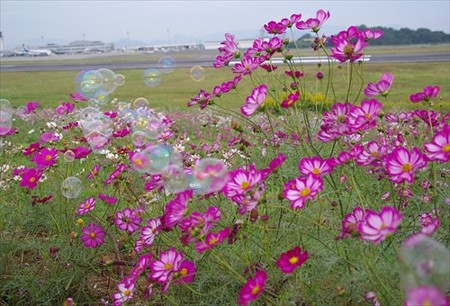 IMGP2314_1012