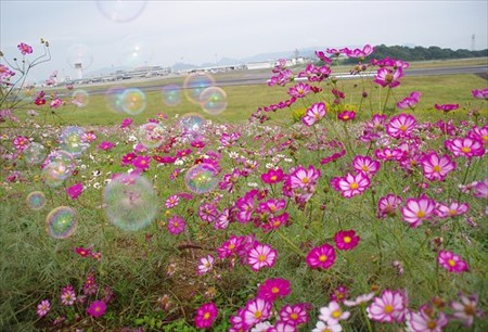 IMGP2345_1012