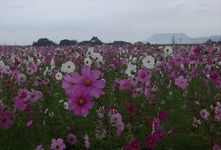 IMGP0663_1102