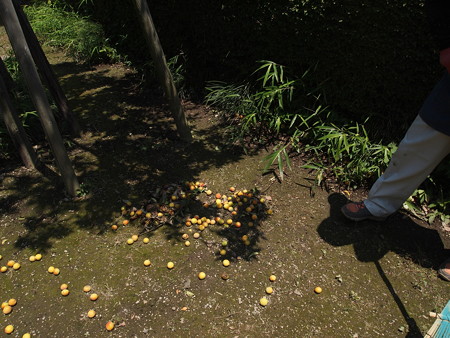 偕楽園の梅の木03