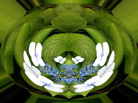 紫陽花-01b