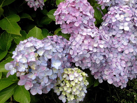 紫陽花_2015-05