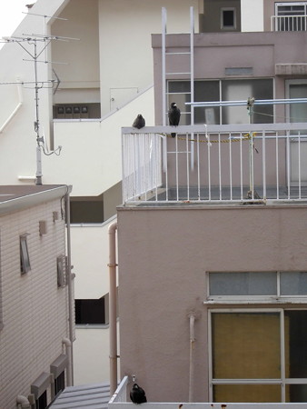 カラス(恋の行くへ)_2015.07.02.-10