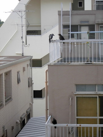 カラス(恋の行くへ)_2015.07.02.-07