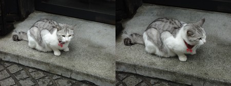 猫