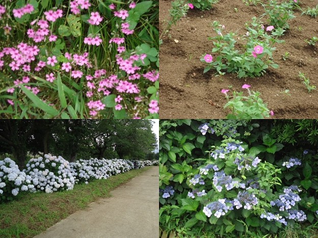 富田都市開発センター花
