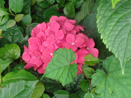 DSC09827