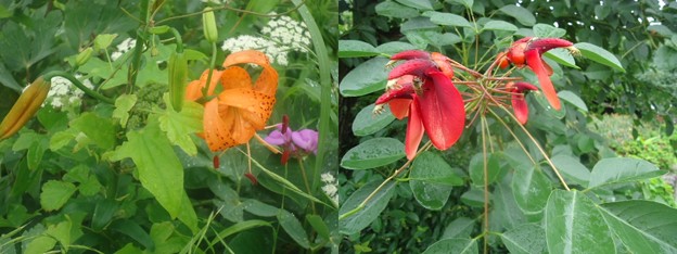 花