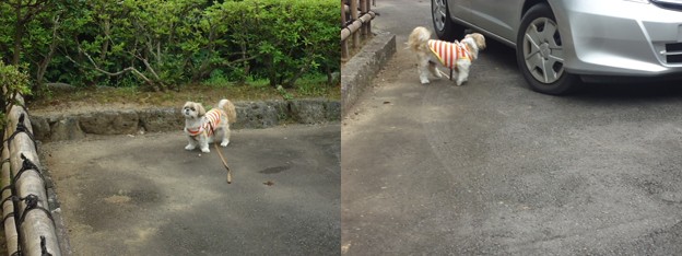 龍澤寺トラッチ