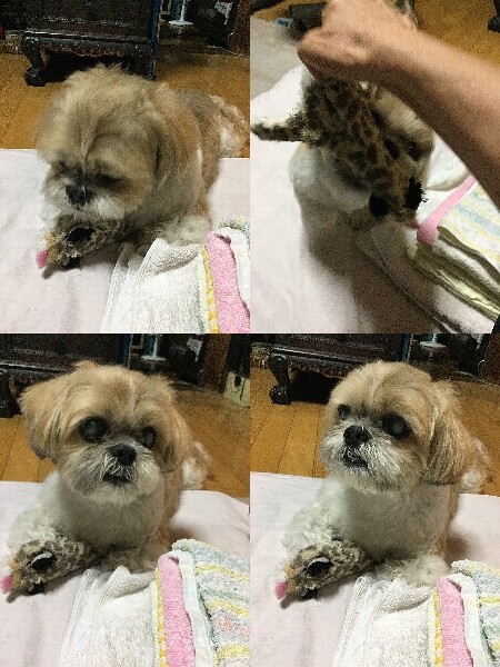 引っ張りっこ