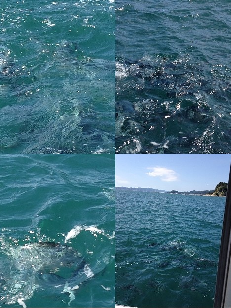 鯛ノ浦