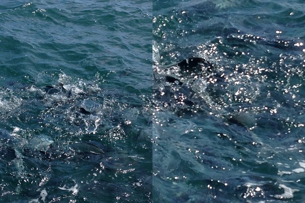 鯛ノ浦2
