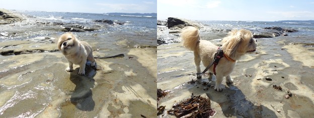 鯛ノ浦海とトラッチ