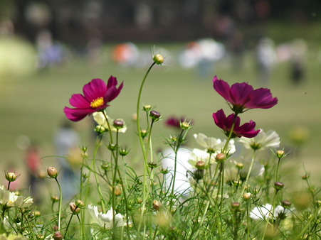 昭和記念公園 115