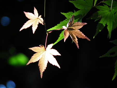 紅葉 033