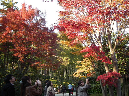 紅葉 750