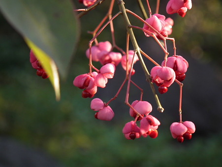 紅葉 694