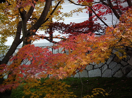 京都 956