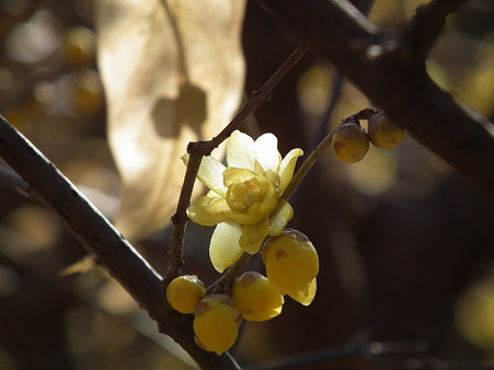 DSCF0042